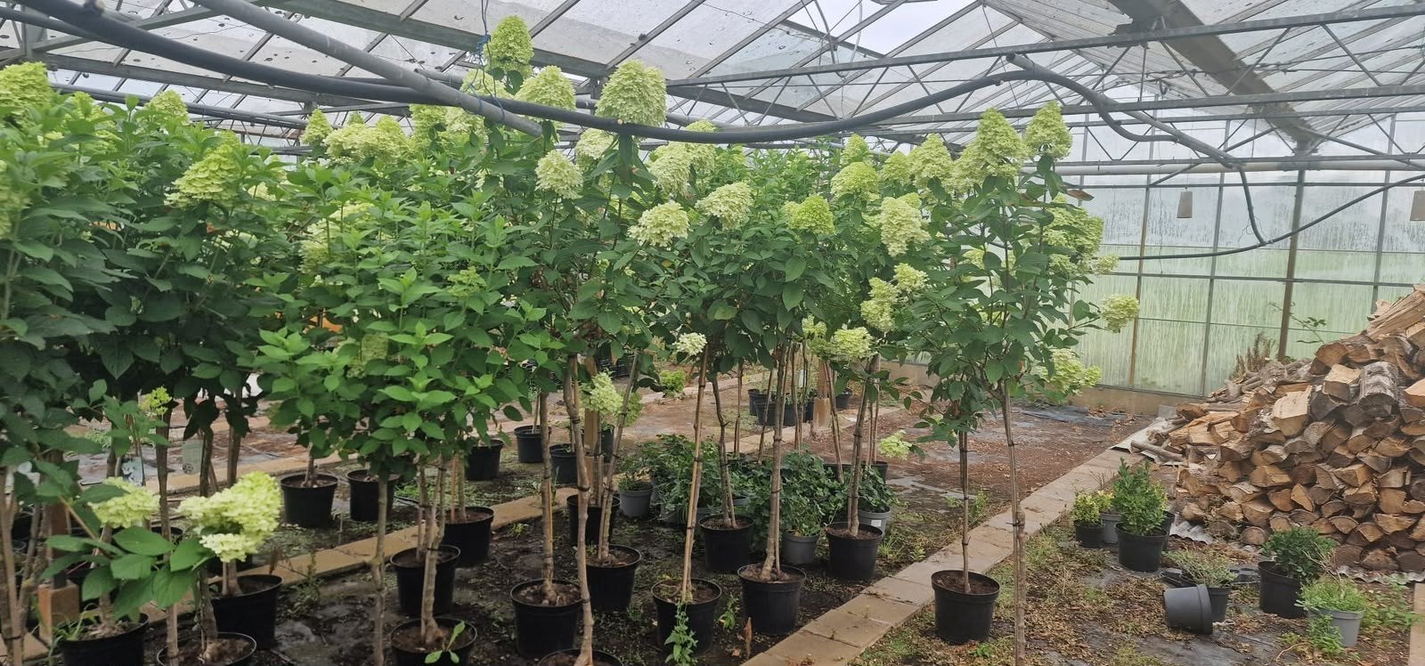 Lime Light Bol Hortensia op stam, diverse maten, Tuin en Terras, Halfschaduw, 100 tot 250 cm, Zomer, Ophalen