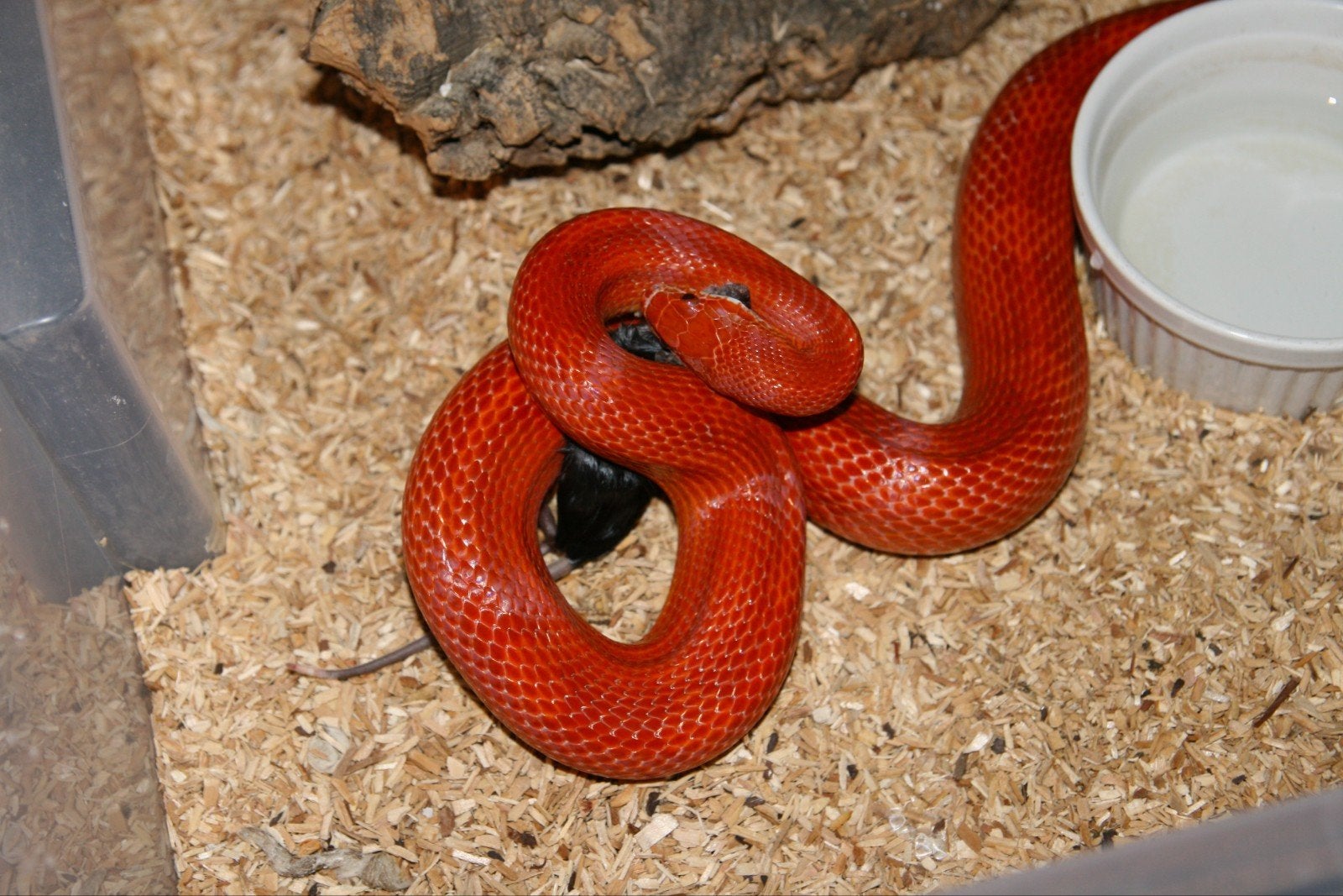Korenslangen Corn Snake photo 5