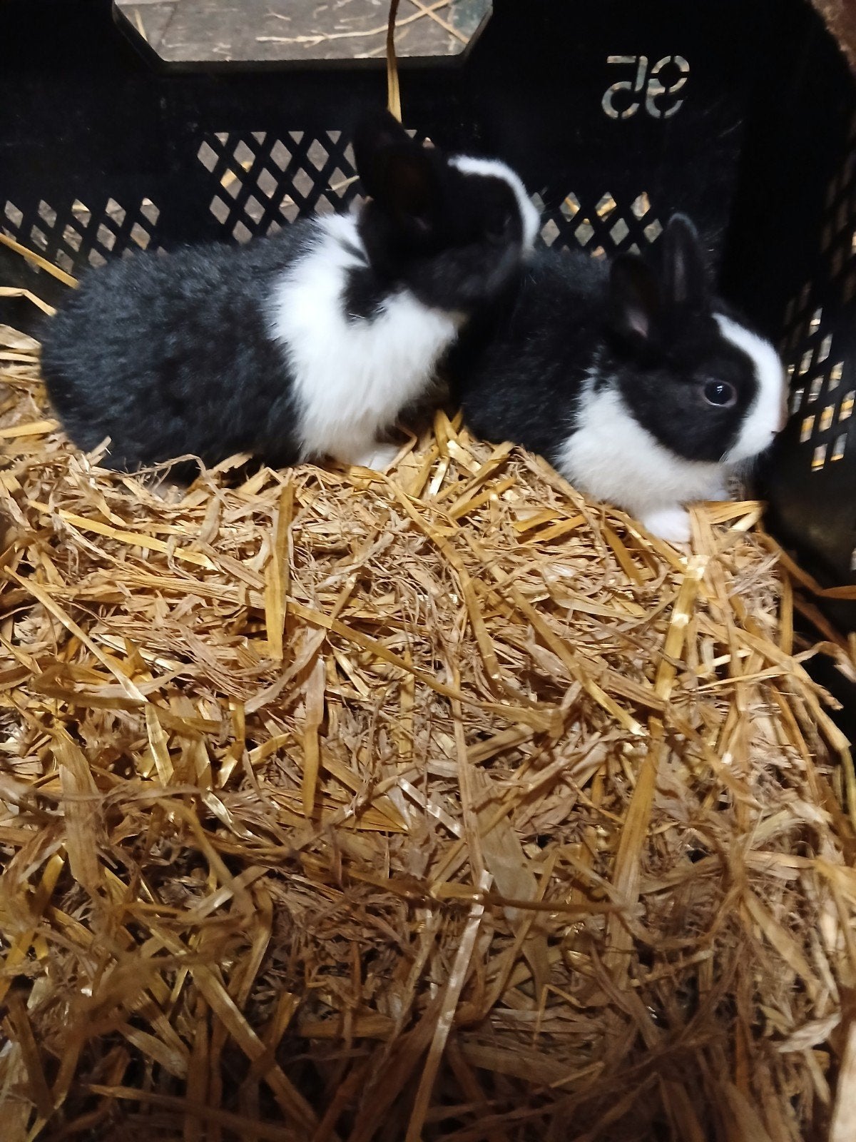 dwerg konijntjes, Meerdere dieren, Dwerg, 0 tot 2 jaar