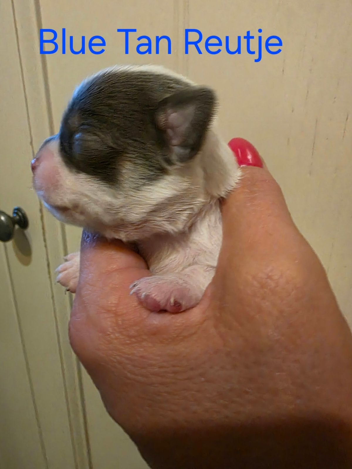 Prachtige raszuivere chihuahua pup reutje blue tan, CDV (hondenziekte), 8 tot 15 weken, Meerdere, Meerdere dieren