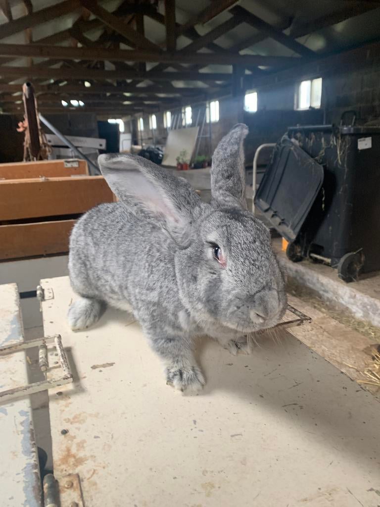 Chinchilla vlaamse reus te koop, Dieren en Toebehoren, Konijnen, Vrouwelijk, Groot