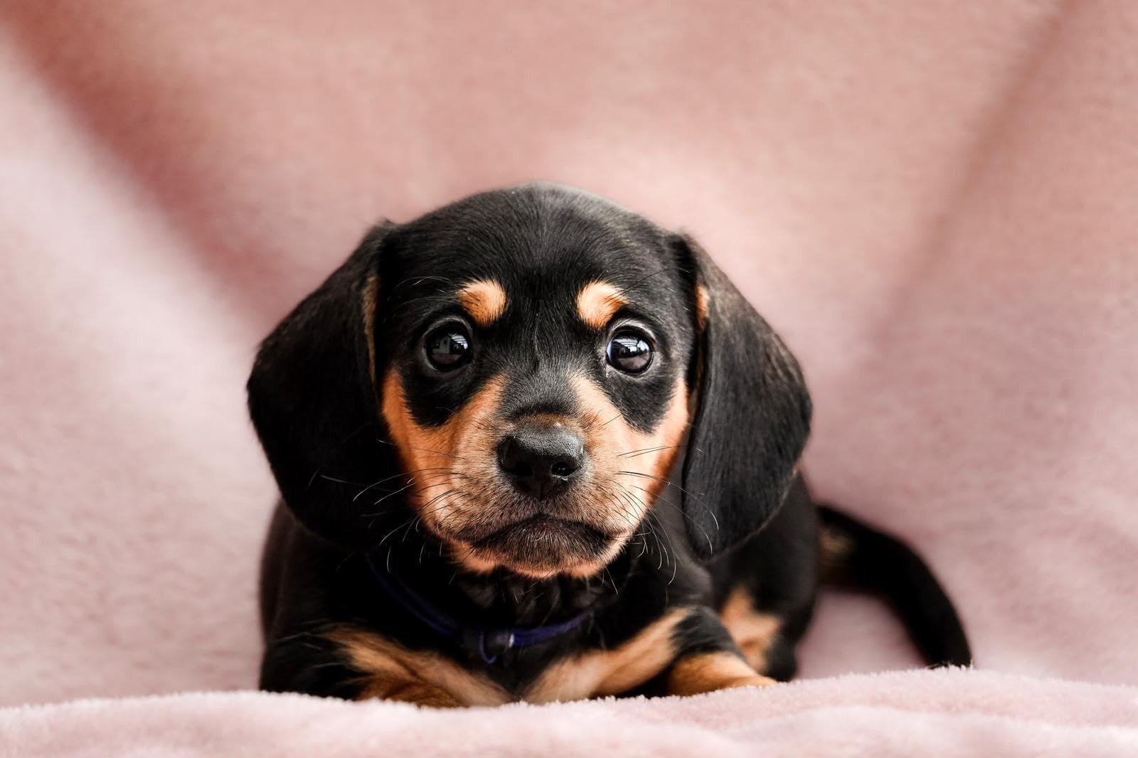te gek mooie teckel pups., CDV (hondenziekte), 8 tot 15 weken, Dwerg, Meerdere