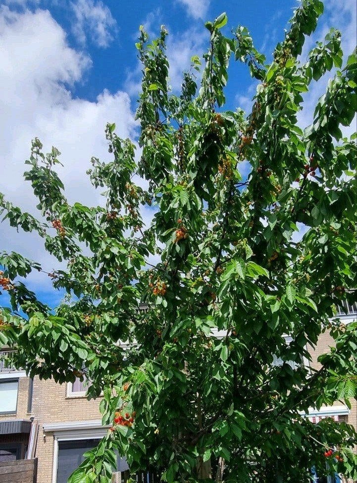 Grote kersenboom 6 meter Prunus avium 'Bigarreau Napoleon, Ophalen of Verzenden, Volle zon, Overige soorten