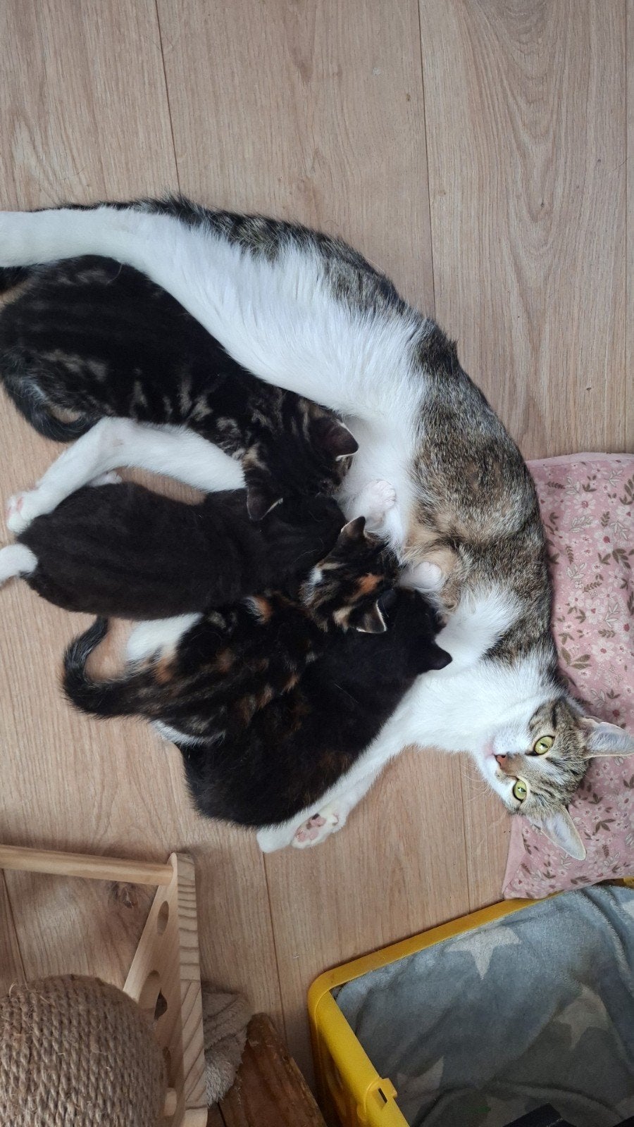 Kittens, Meerdere dieren