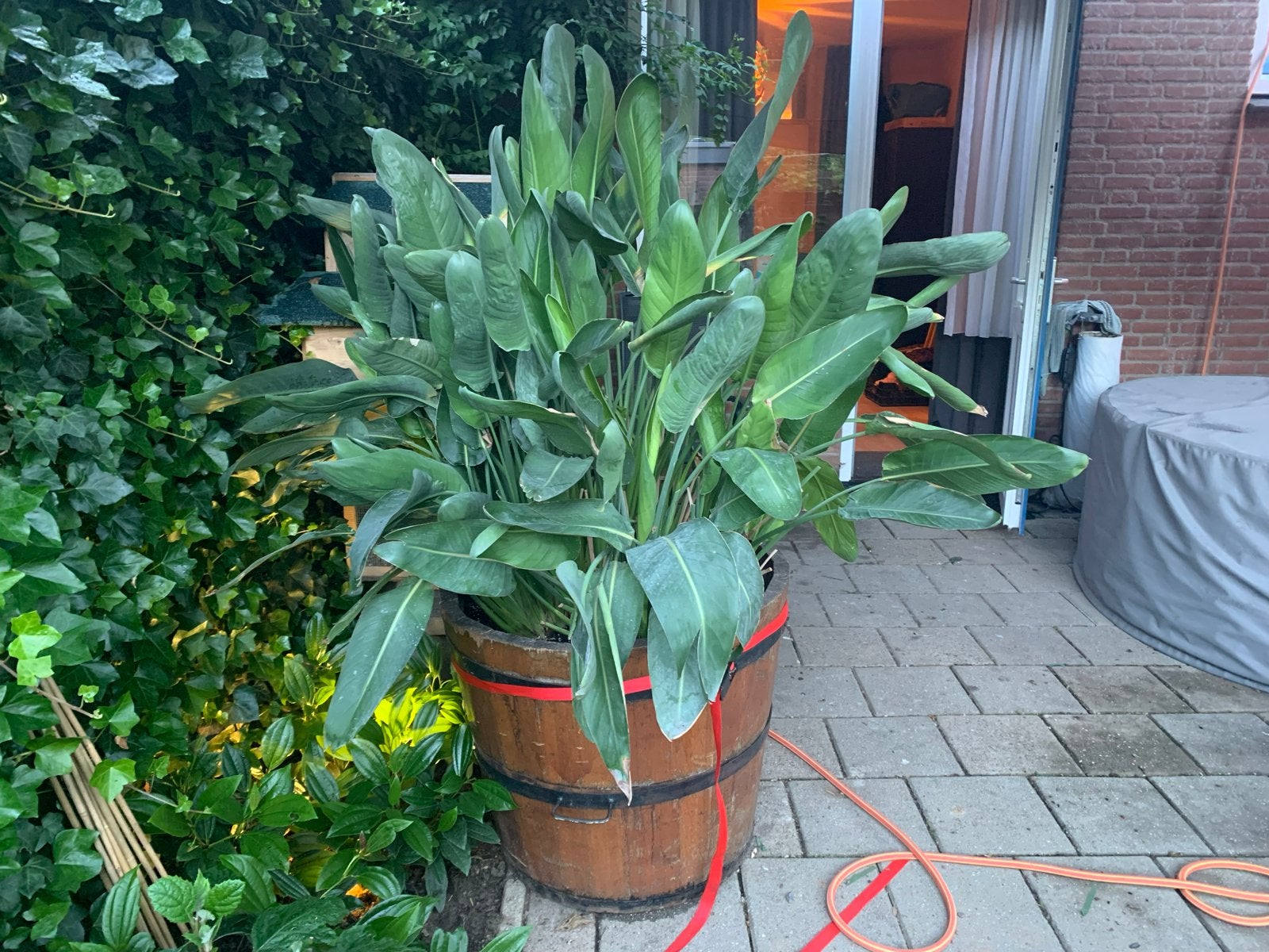 Grote Strelitzia reginae in houten kuip van 300 liter, Ophalen, Overige soorten, Halfschaduw, In pot