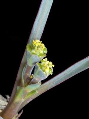 Caudex Euphorbia Silenifolia(zeldzaam) Zuid Afrika. Pot 12cm, Overige soorten, In pot, Minder dan 100 cm, Bloeiende kamerplant