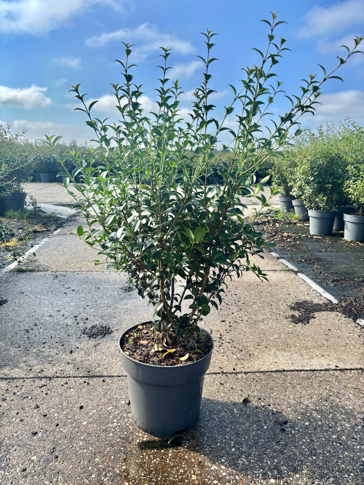 Osmanthus burkwoodii, Overige soorten, Vaste plant, Ophalen of Verzenden, Halfschaduw