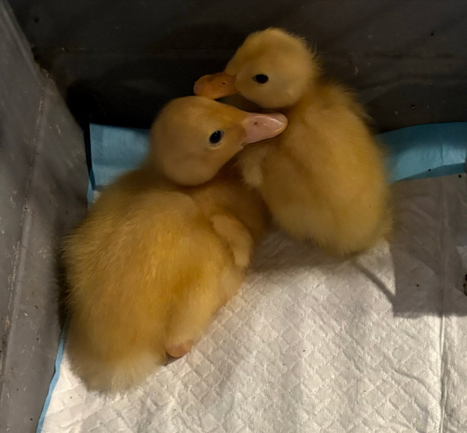 2 kuiken Indische loopeenden van een paar dagen oud, gratis., Dieren en Toebehoren, Geslacht onbekend, Eend
