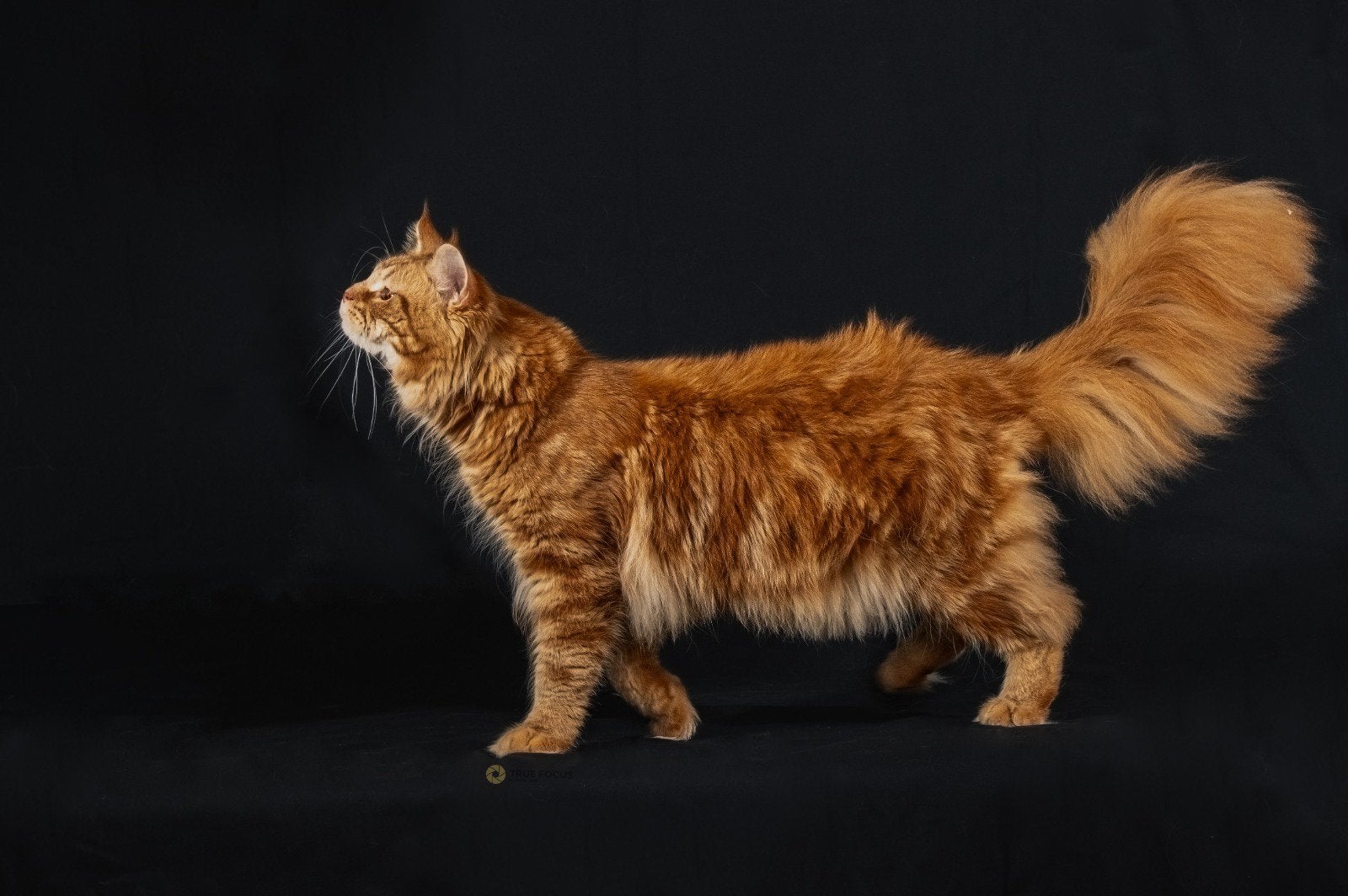 Maine Coon Dekkater (niet te koop), Dieren en Toebehoren, Kater, Gechipt, 0 tot 2 jaar