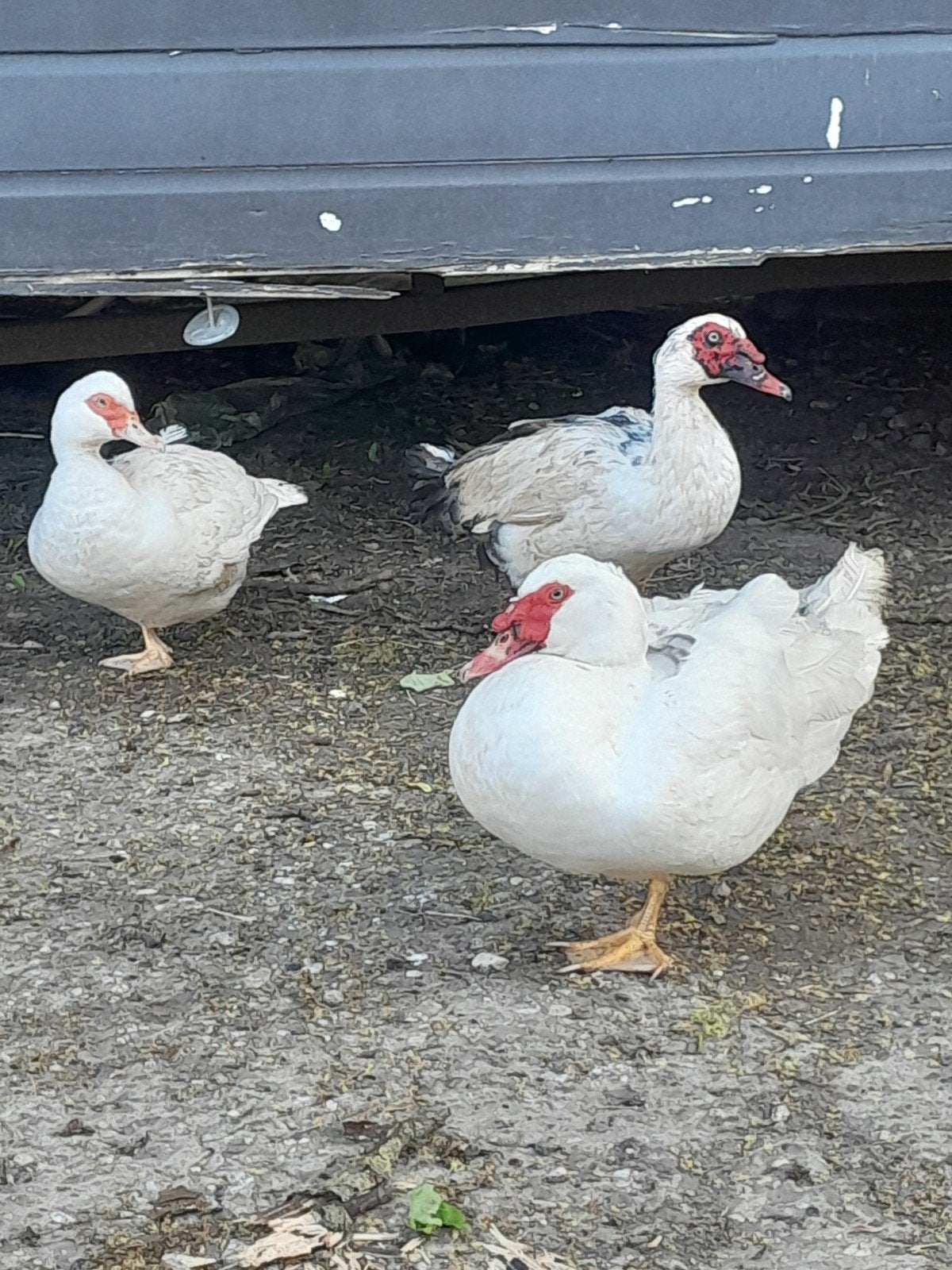 Muskuseenden, kuikens, kwaker, Dieren en Toebehoren, Meerdere dieren, Eend