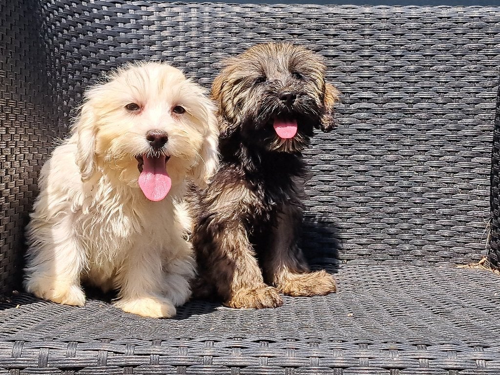 Schattige Boomer pups  ( NOG 2 pups teefjes ), Dieren en Toebehoren, Honden | Chihuahua's en Gezelschapshonden, Parvo, Nederland