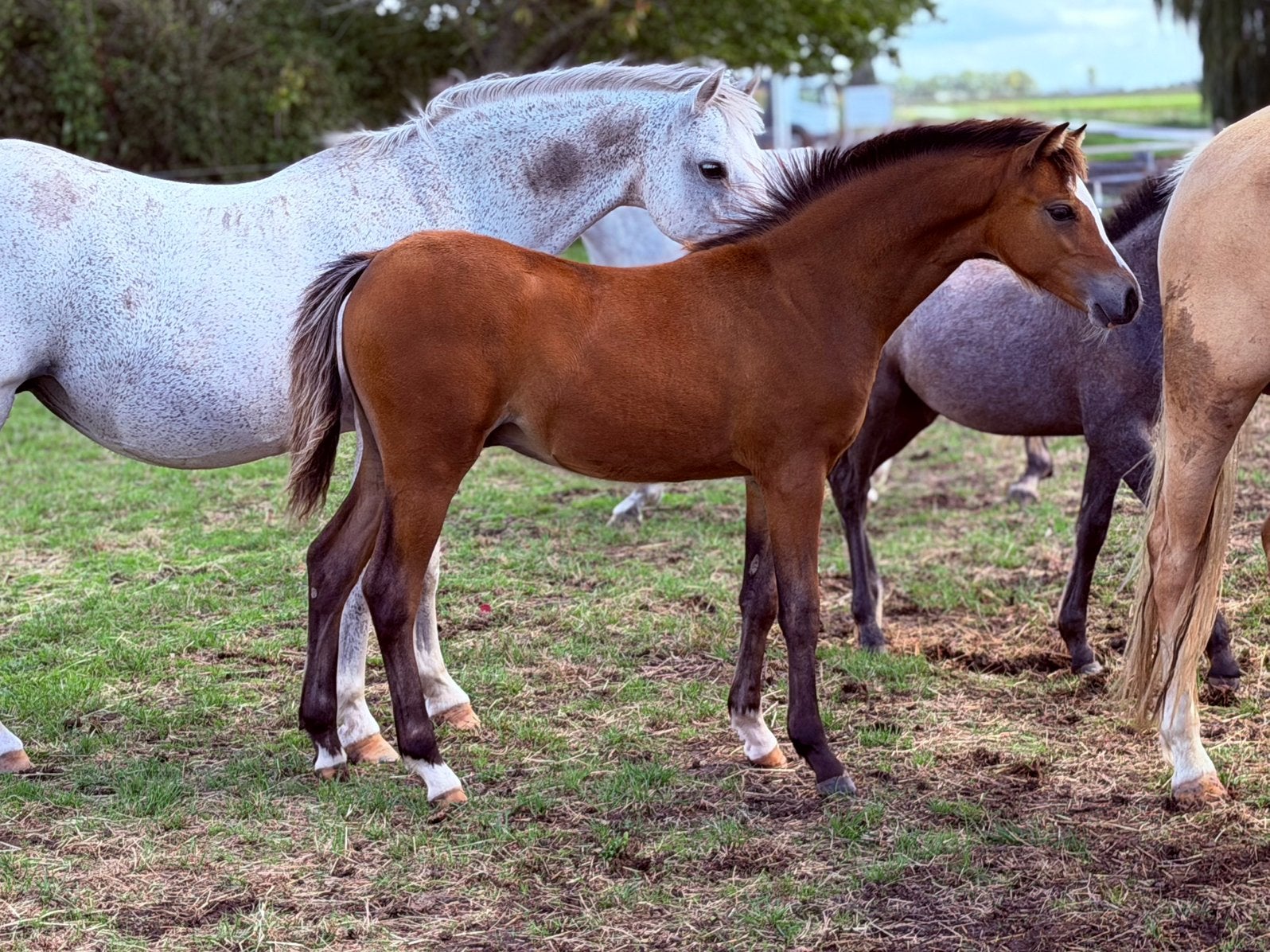 Verkocht ! super mooi bruin Welsh B hengstveulen, Met stamboom, Dressuurpony, Niet van toepassing, 0 tot 2 jaar