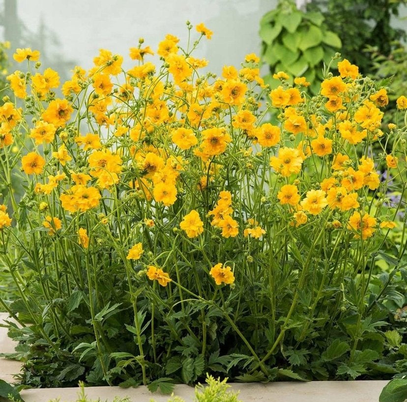 Nagelkruid - Geum Lady Stratheden - Chemievrij - P9, Tuin en Terras, Overige soorten, Vaste plant, Ophalen of Verzenden, Halfschaduw