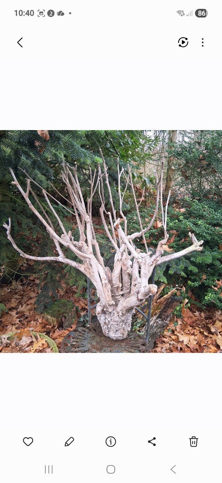 Decoratieve takkenbos / wortelstronk, Tuin en Terras, Ophalen, Gebruikt, Hout, Abstract beeld