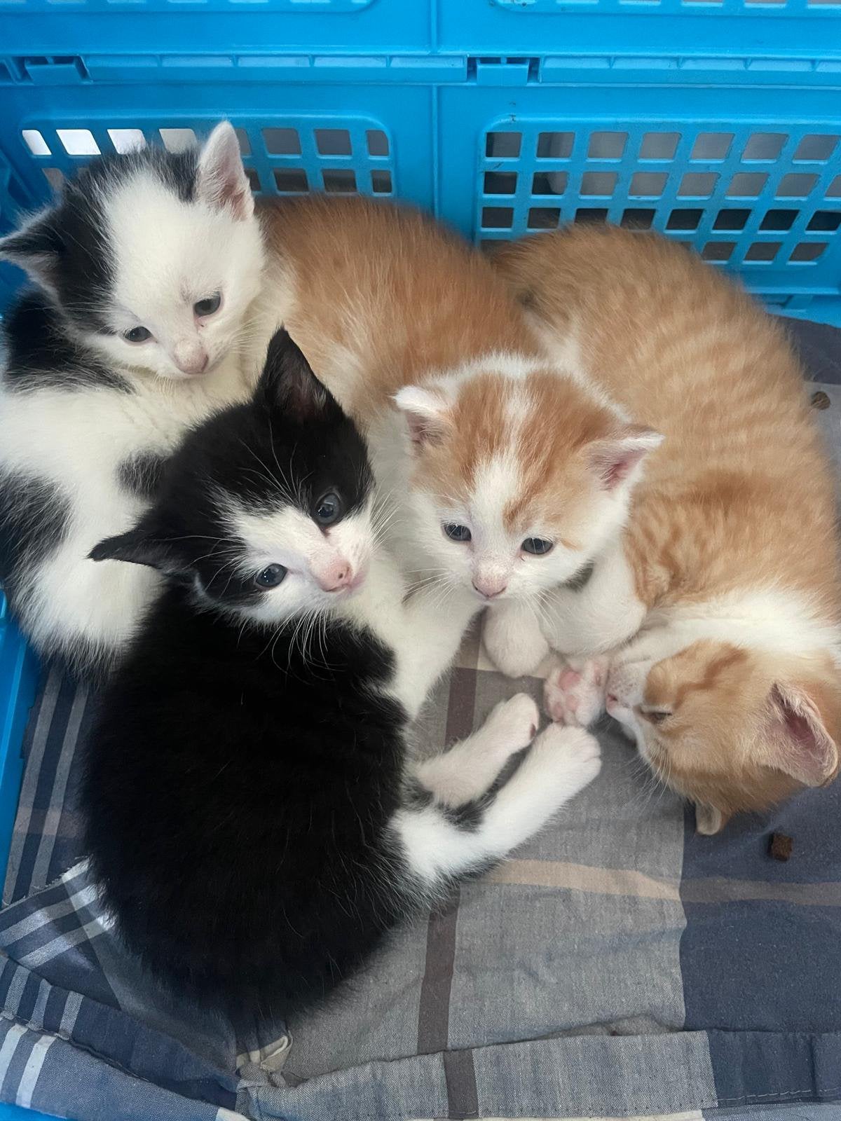 Kittens, Dieren en Toebehoren, Kater, Kortharig, 0 tot 2 jaar