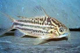 Corydora Elegans - Pantsermeerval - Koidream Valburg, Vis, Zoetwatervis