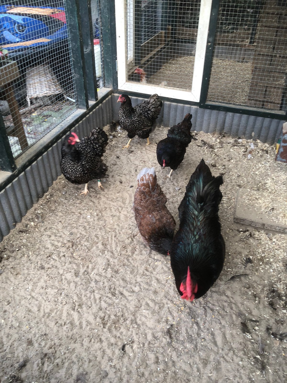 Barnevelder groot dubbel gezoomd zilver ,blauw, Meerdere dieren, Kip