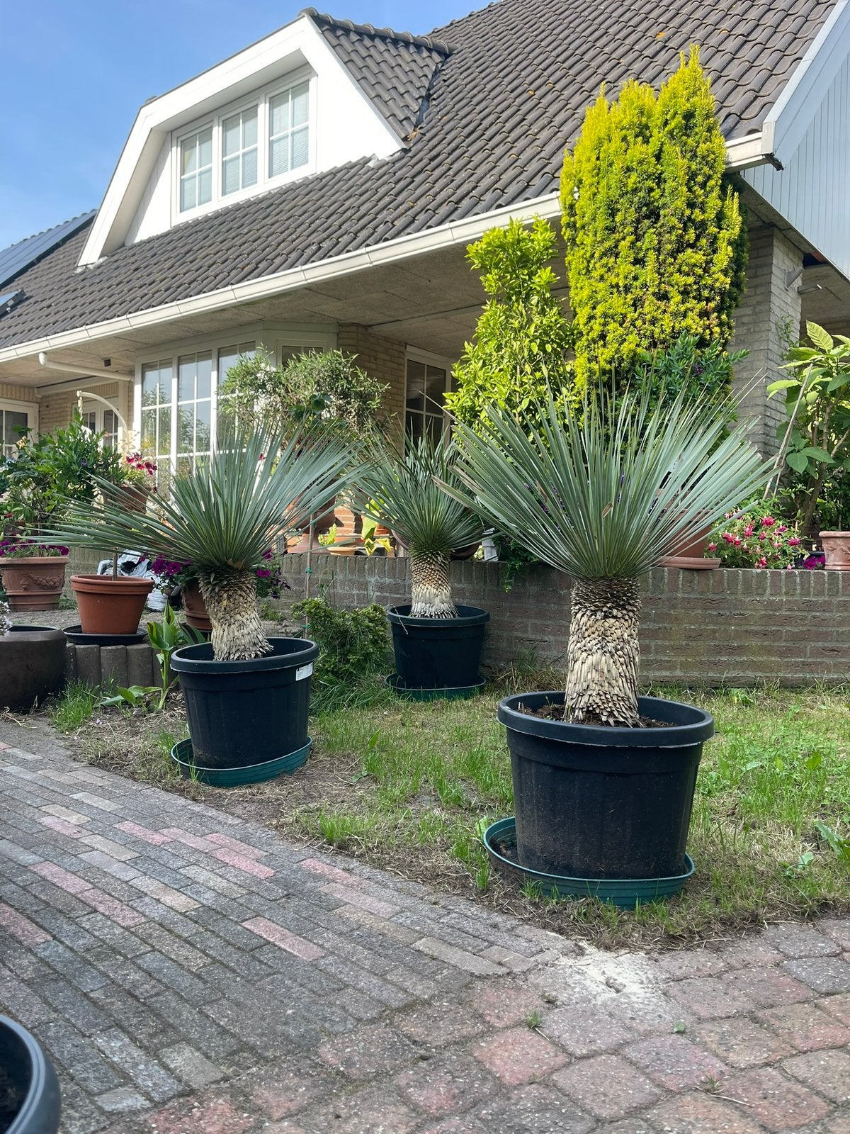 Te koop aangeboden: meerdere Yucca rostrata's op stam, Overige soorten, Volle zon, Vaste plant, Ophalen of Verzenden