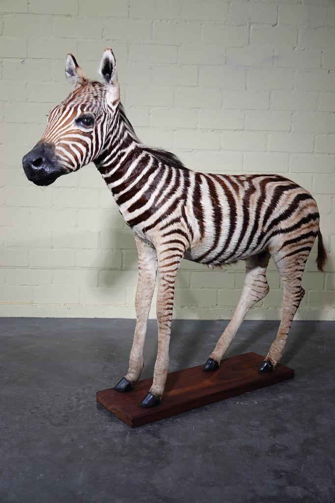 fullmount taxidermy baby zebra  juvenile opgezette, Ophalen, Zo goed als nieuw, Hert, Gewei of Kop
