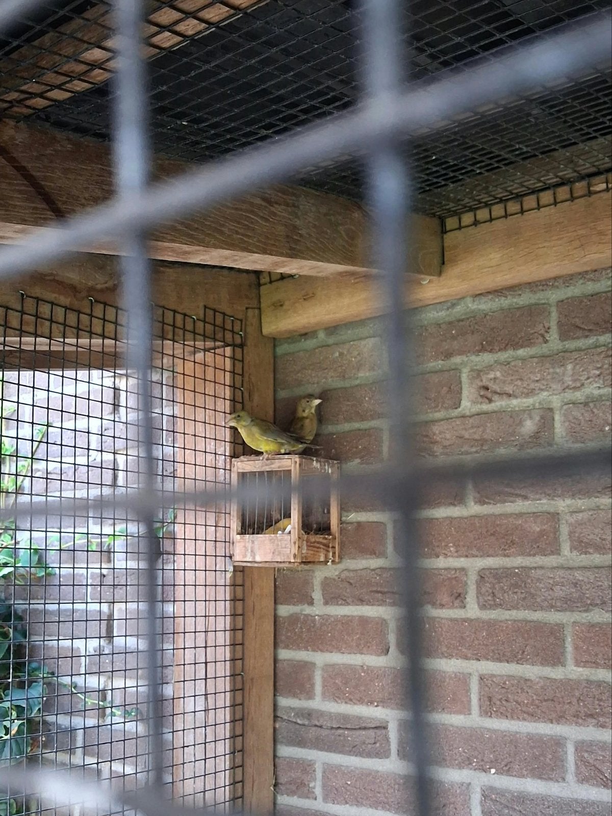 Koppeltje groenlingen, Meerdere dieren, Wildzangvogel, Geringd