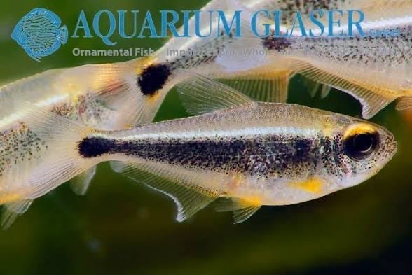 Groep Moenkhausia heikoi tetra's, Dieren en Toebehoren, Vis