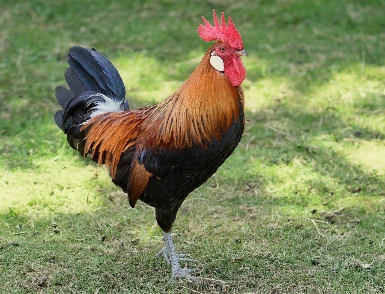 jonge haan, Mannelijk, Kip