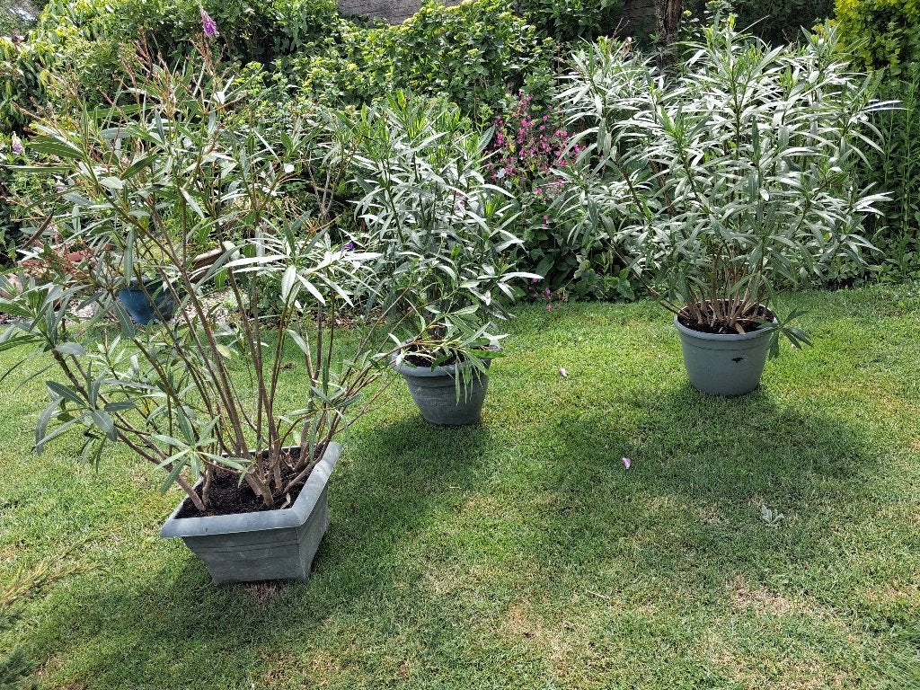 kamerplanten 3 grote oleanders in grote potten, Ophalen, 100 tot 150 cm, Overige soorten, In pot