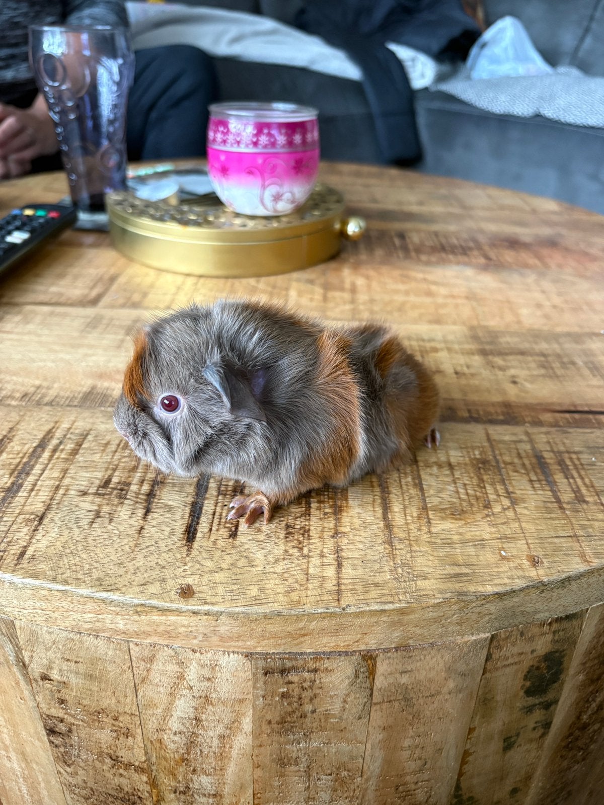 Cavia’s, Cavia, Mannelijk, Tam, September