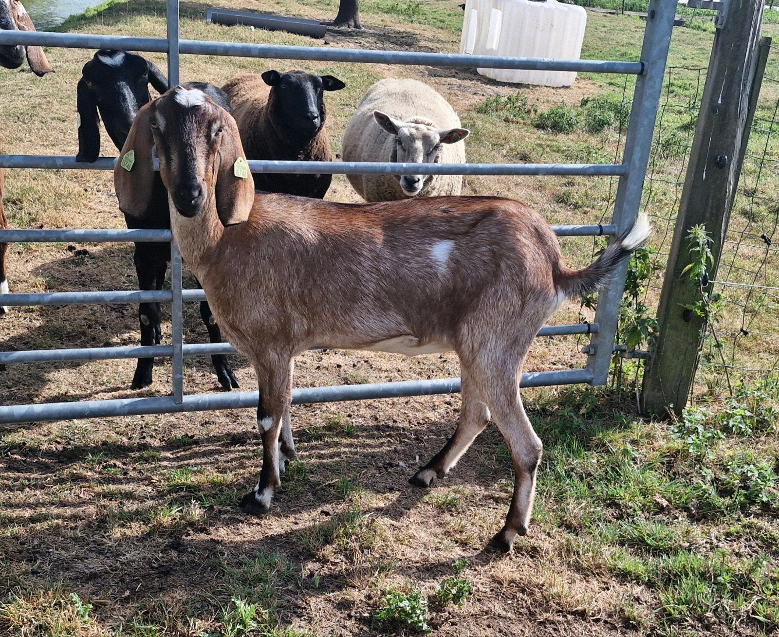 Leuk Nubisch Sikje, Dieren en Toebehoren, Vrouwelijk, Geit, 0 tot 2 jaar
