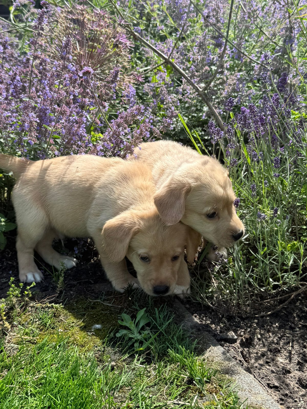 Labrador x Nova scotia duck tolling retriever, Nederland, Parvo, 8 tot 15 weken, Labrador retriever