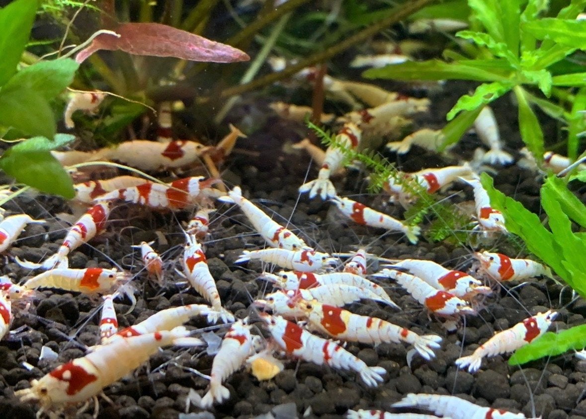 Crystal Red garnalen gezocht, Dieren en Toebehoren, Kreeft, Krab of Garnaal