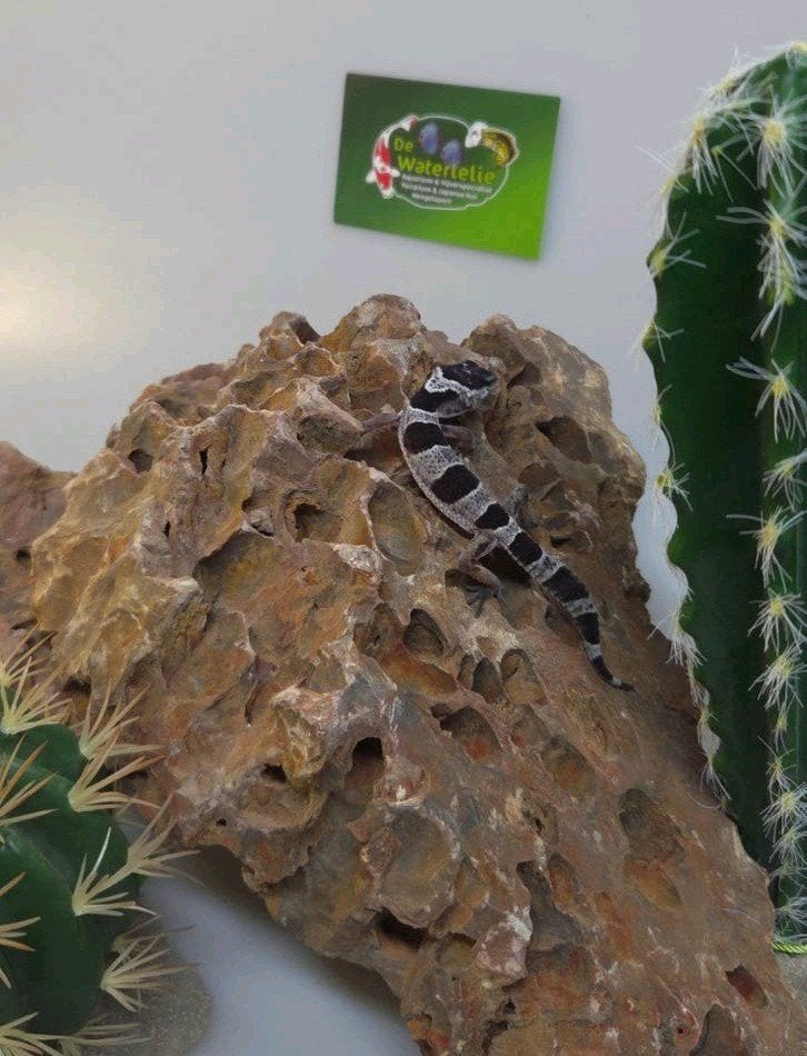 Luipaardgekko Blacknight Leopard Gecko photo 3