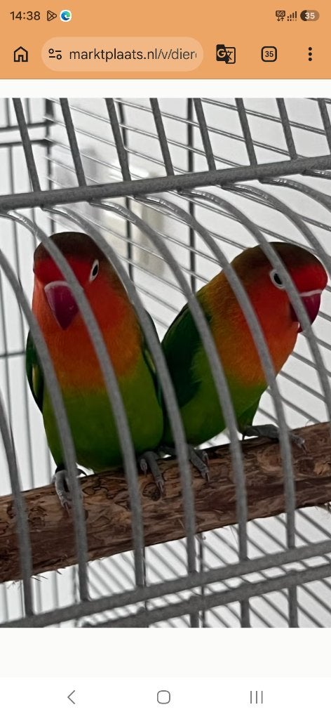 🦜Agapornis Ficheri Koppel🦜, Dieren en Toebehoren, Meerdere dieren, Dwergpapegaai of Agapornis, Pratend