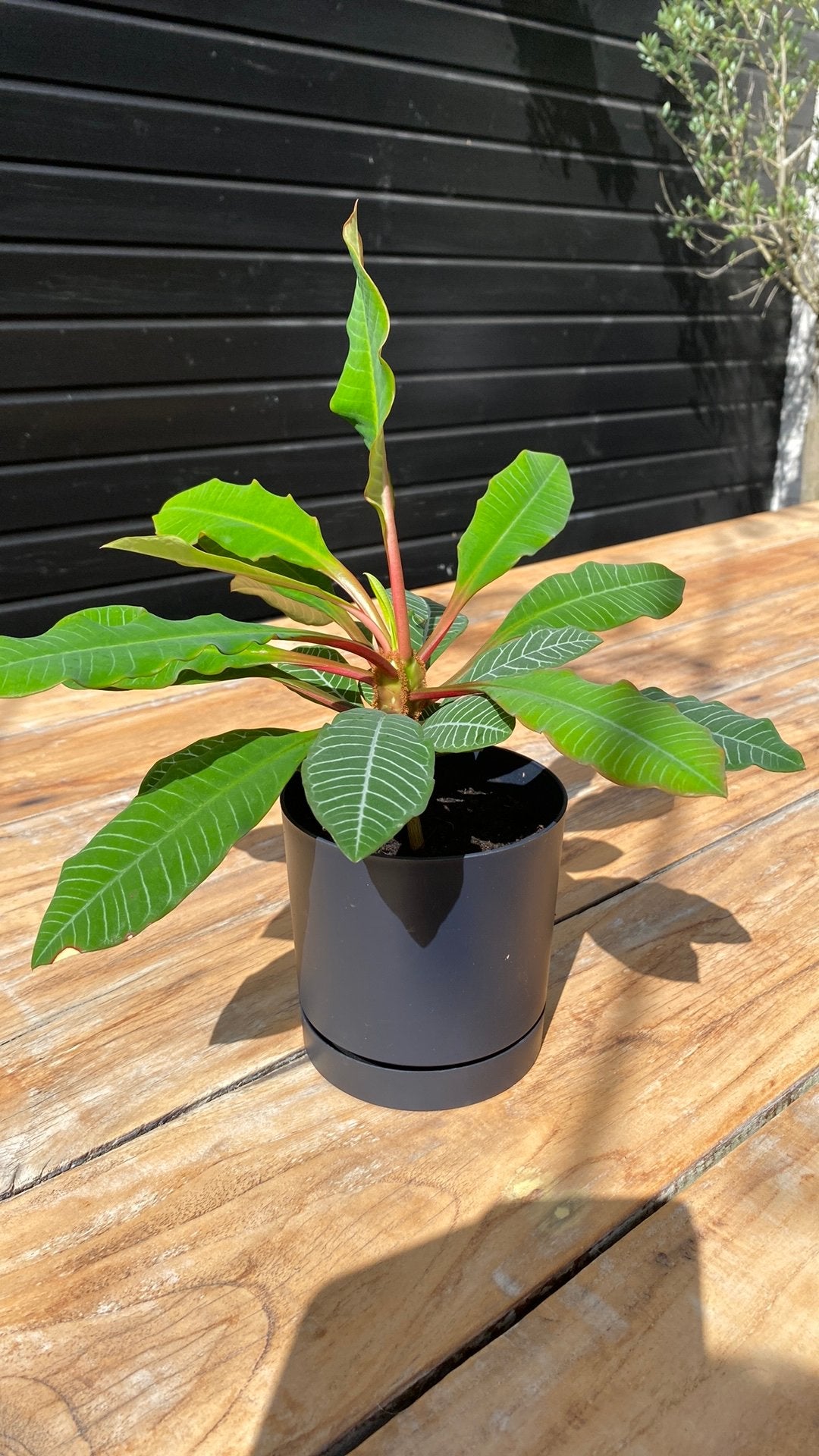Madagaskar Jewel in Elho pot, Ophalen, Vetplant, Halfschaduw, In pot