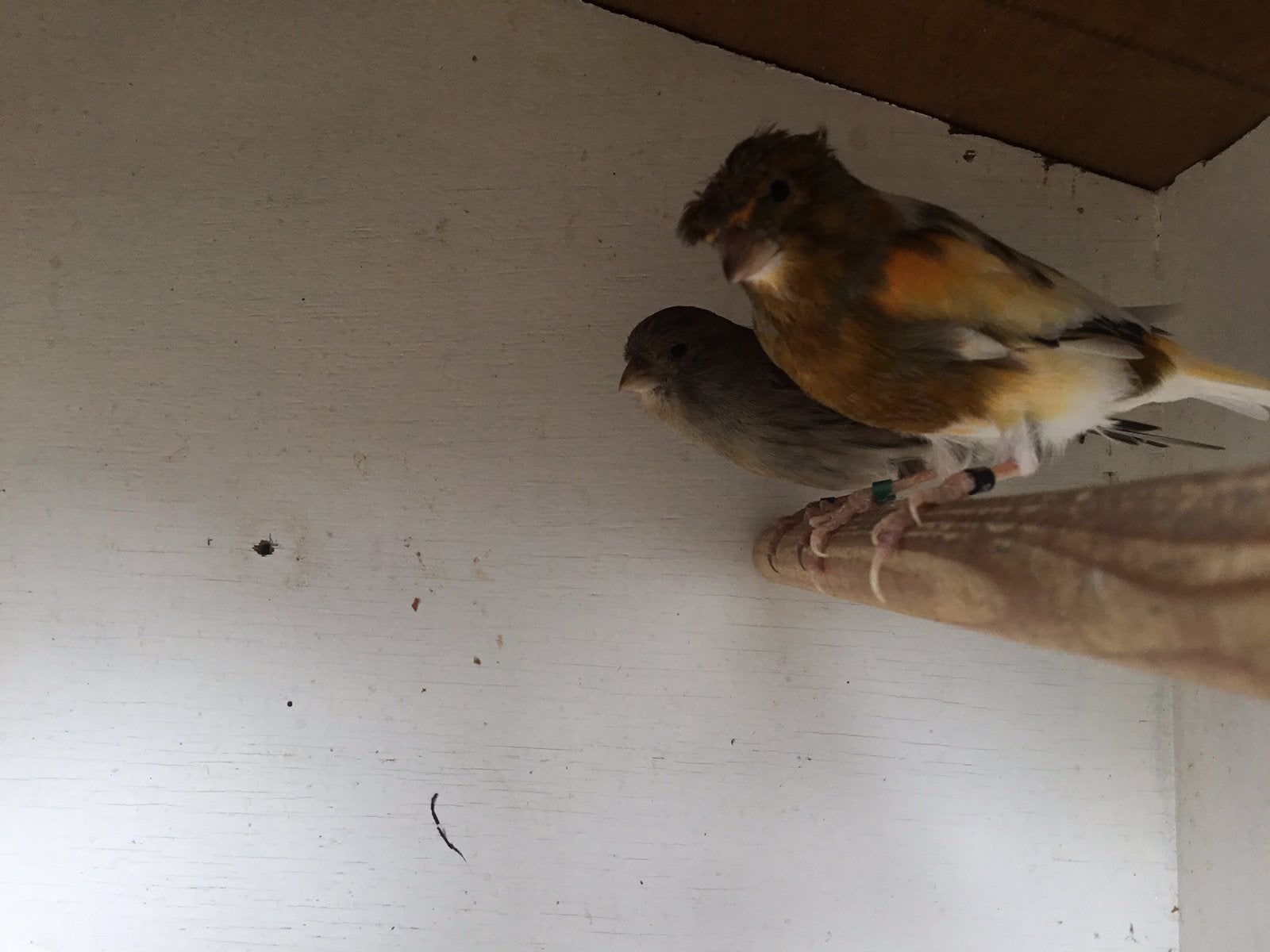 Harlekijn kanaries, Dieren en Toebehoren, Meerdere dieren, Postuurkanarie