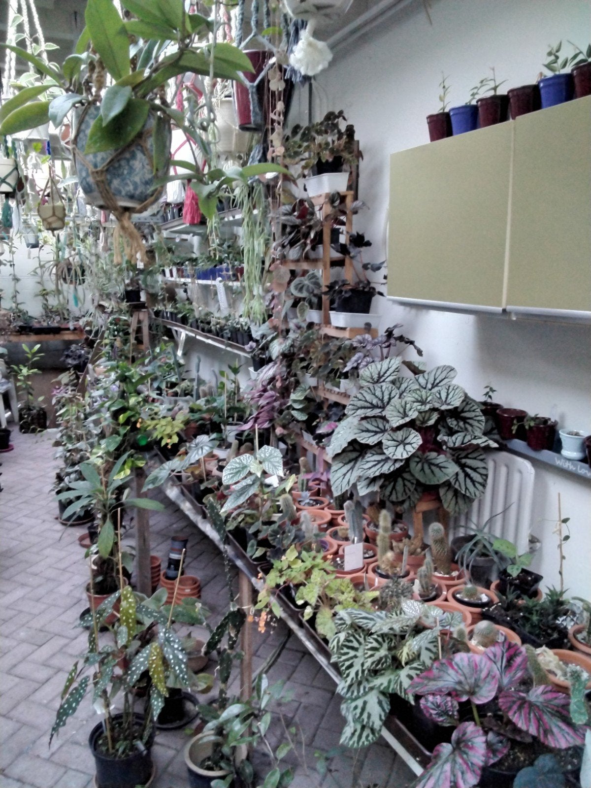wie wil er stekjes / planten ruilen, Ophalen of Verzenden