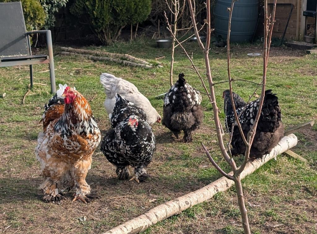 broedeieren  brahma, Dieren en Toebehoren, Pluimvee, Geslacht onbekend, Kip