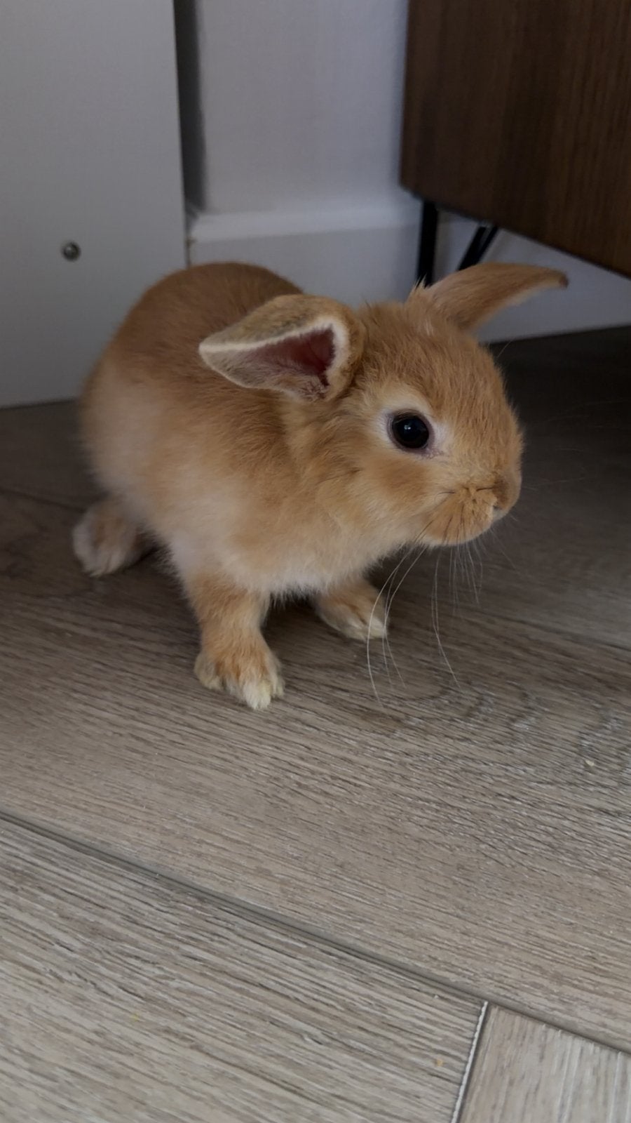 Voedster baby konijntje, Dieren en Toebehoren, Juli, Vrouwelijk, Overige typen, Tam