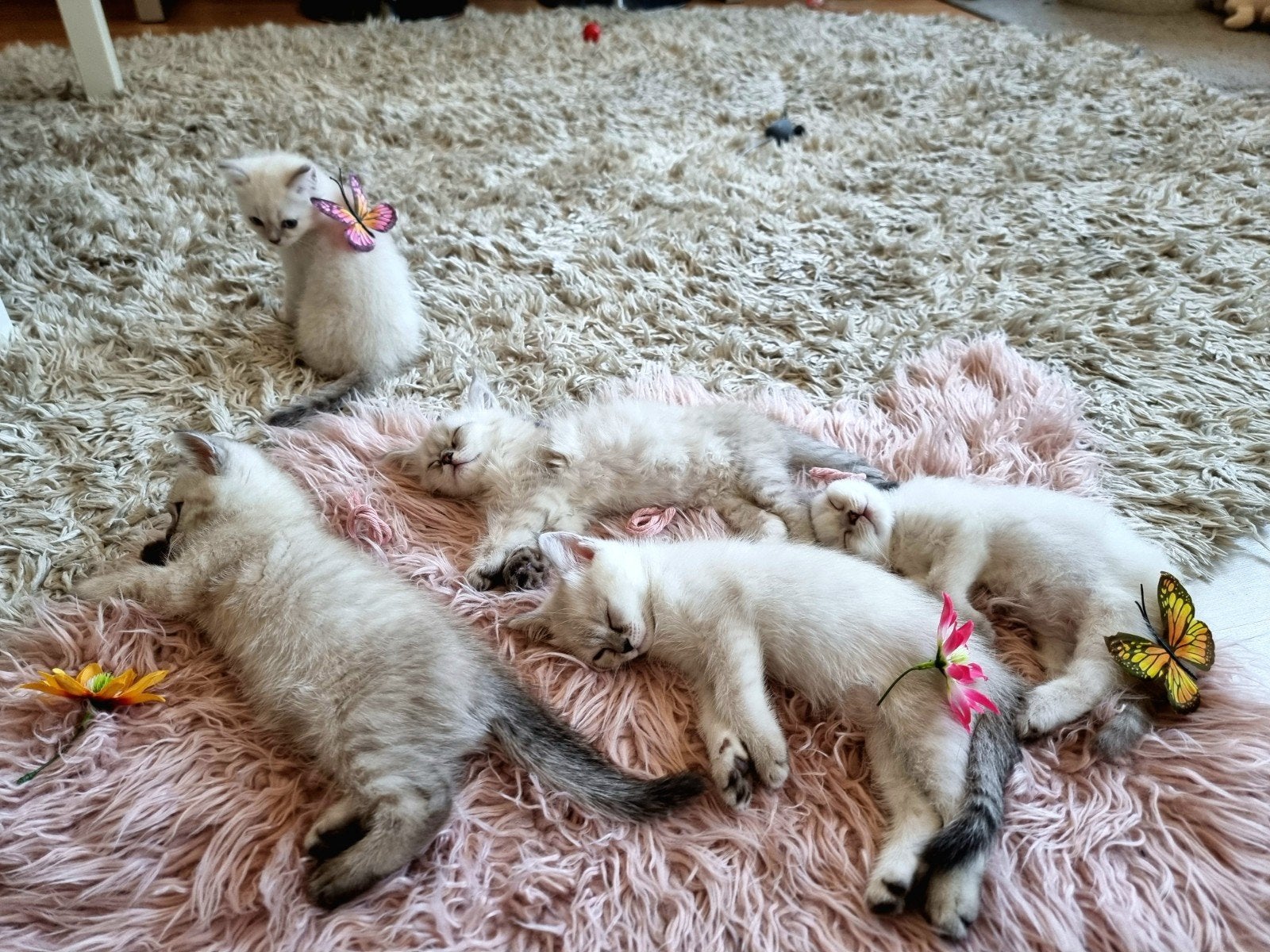 Prachtige Ragdoll - Siberische mix kittens 💙, Meerdere dieren, Ontwormd, 0 tot 2 jaar