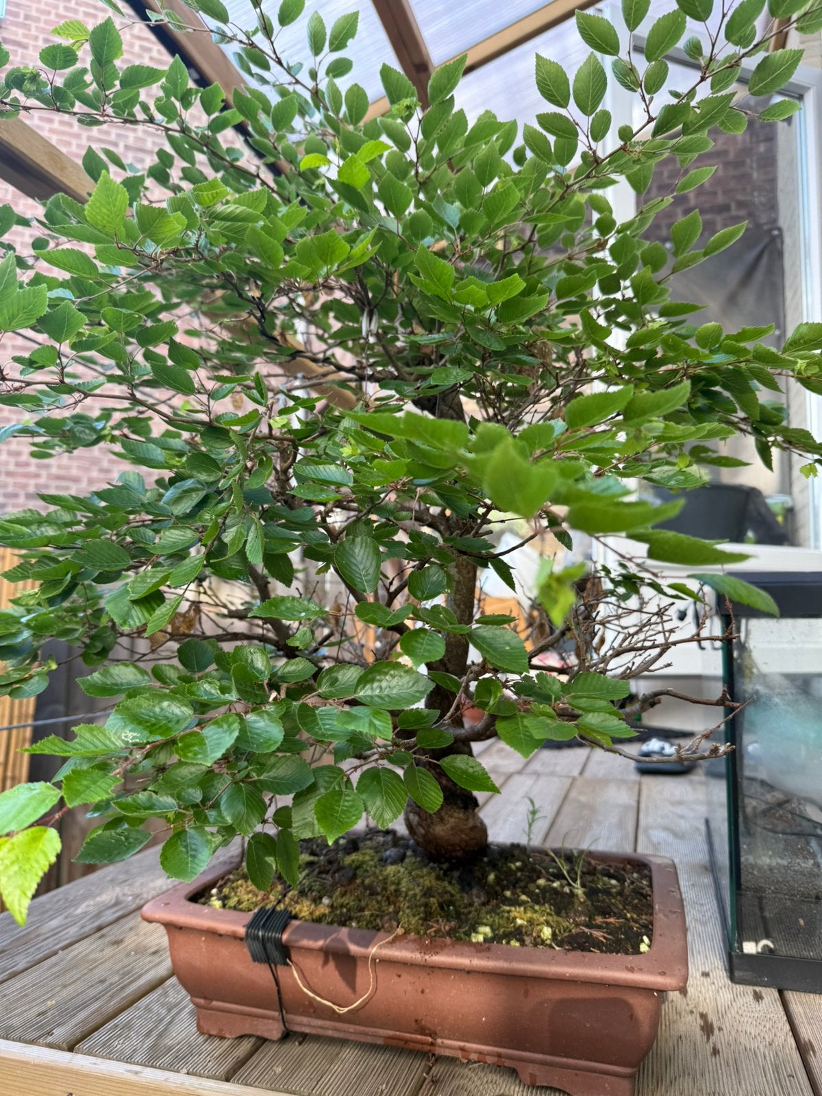 Bonsai collectie te koop, Ophalen, Bloeit niet, Halfschaduw, Overige soorten