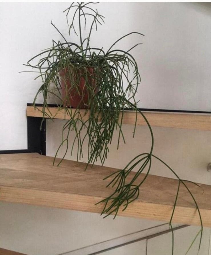 Mooie lange hangende Koraalcactus Rhipsalis BIO planten, Ophalen, Halfschaduw, Minder dan 100 cm, Bloeiende kamerplant