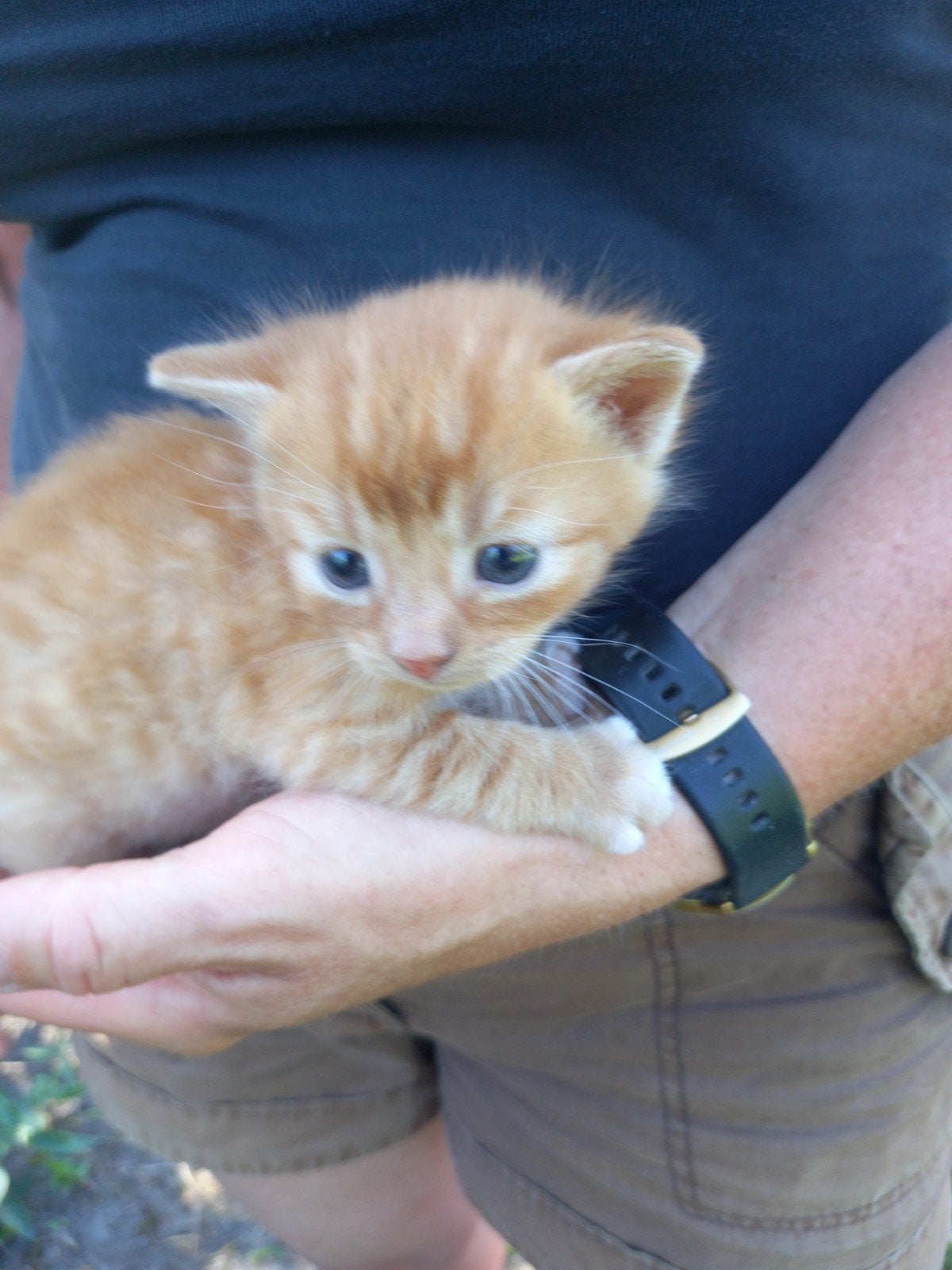 Aangeboden zeer mooie kittens., Dieren en Toebehoren, Katten en Kittens | Overige Katten, Meerdere dieren