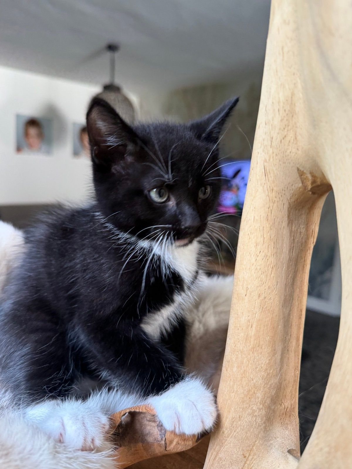 Ragdoll kittens kruising, Meerdere dieren