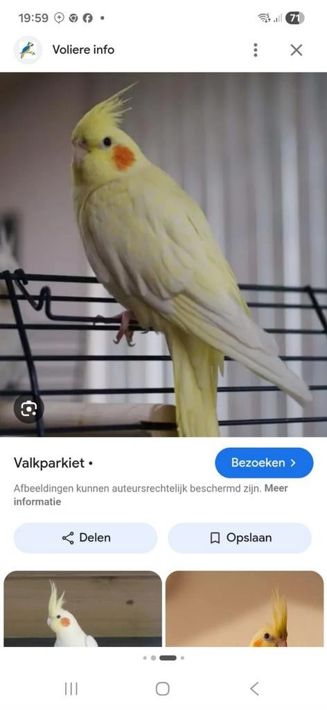 Gezocht valkparkiet pop, Dieren en Toebehoren, Vrouwelijk, Parkiet