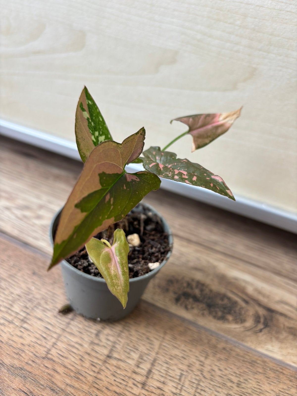 Syngonium pink splash &syngonium red spot tricolor, Huis en Inrichting, Ophalen of Verzenden, Halfschaduw, Minder dan 100 cm