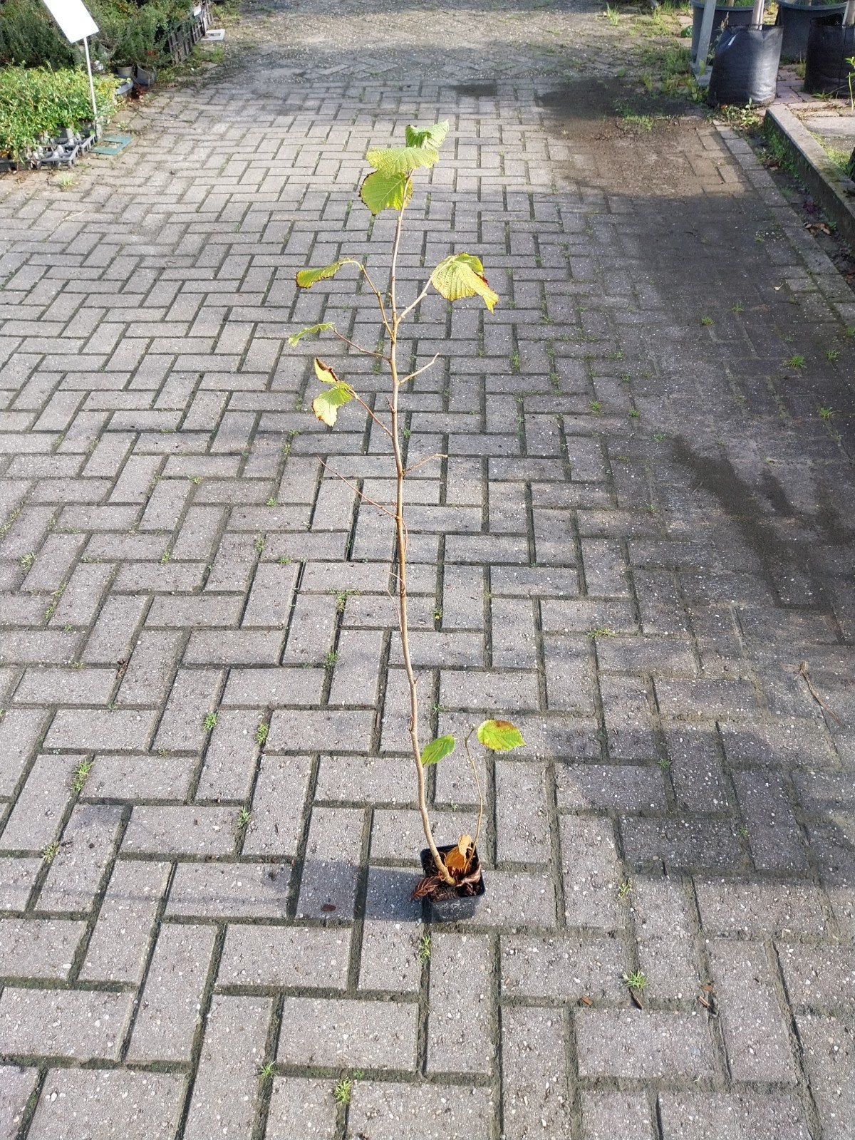 Hazelaar struik (Corylus avellana), Tuin en Terras, Ophalen, Overige soorten, Struik, 100 tot 250 cm
