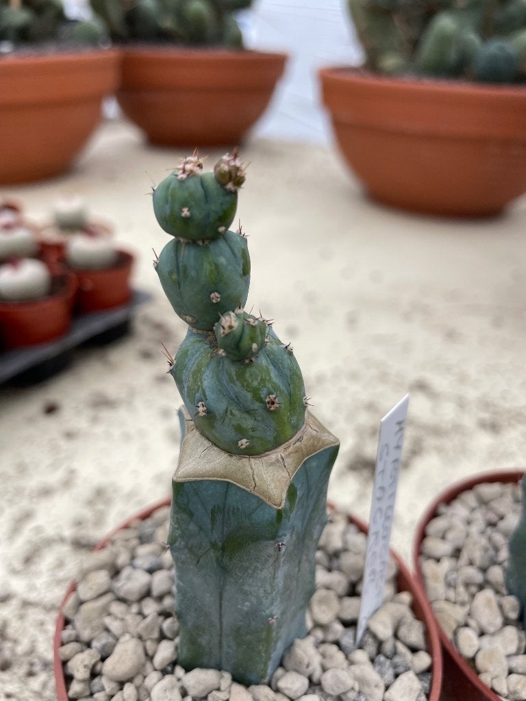 Cactus Myrtillocactus geometrizans CV Stacker potmaat 8,5cm, Huis en Inrichting, Kamerplanten, Ophalen of Verzenden, Minder dan 100 cm