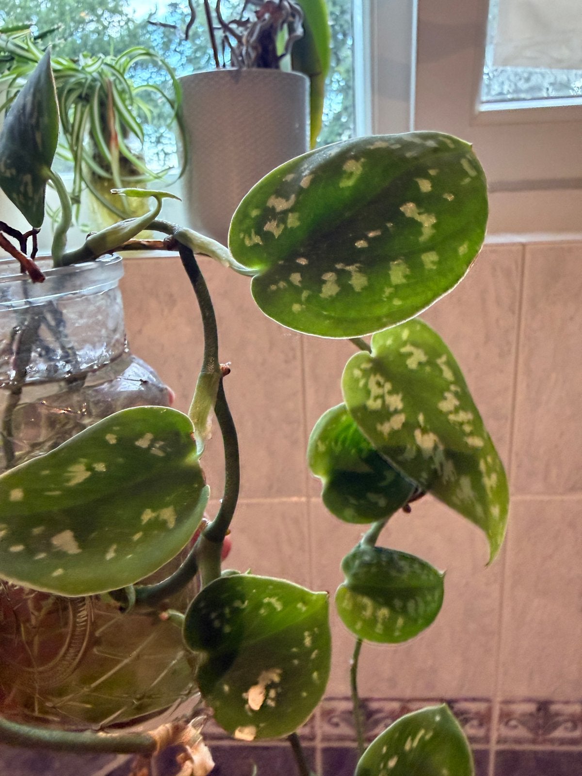 gewortelde Scindapsus stekje, Ophalen, Overige soorten, Halfschaduw, Minder dan 100 cm