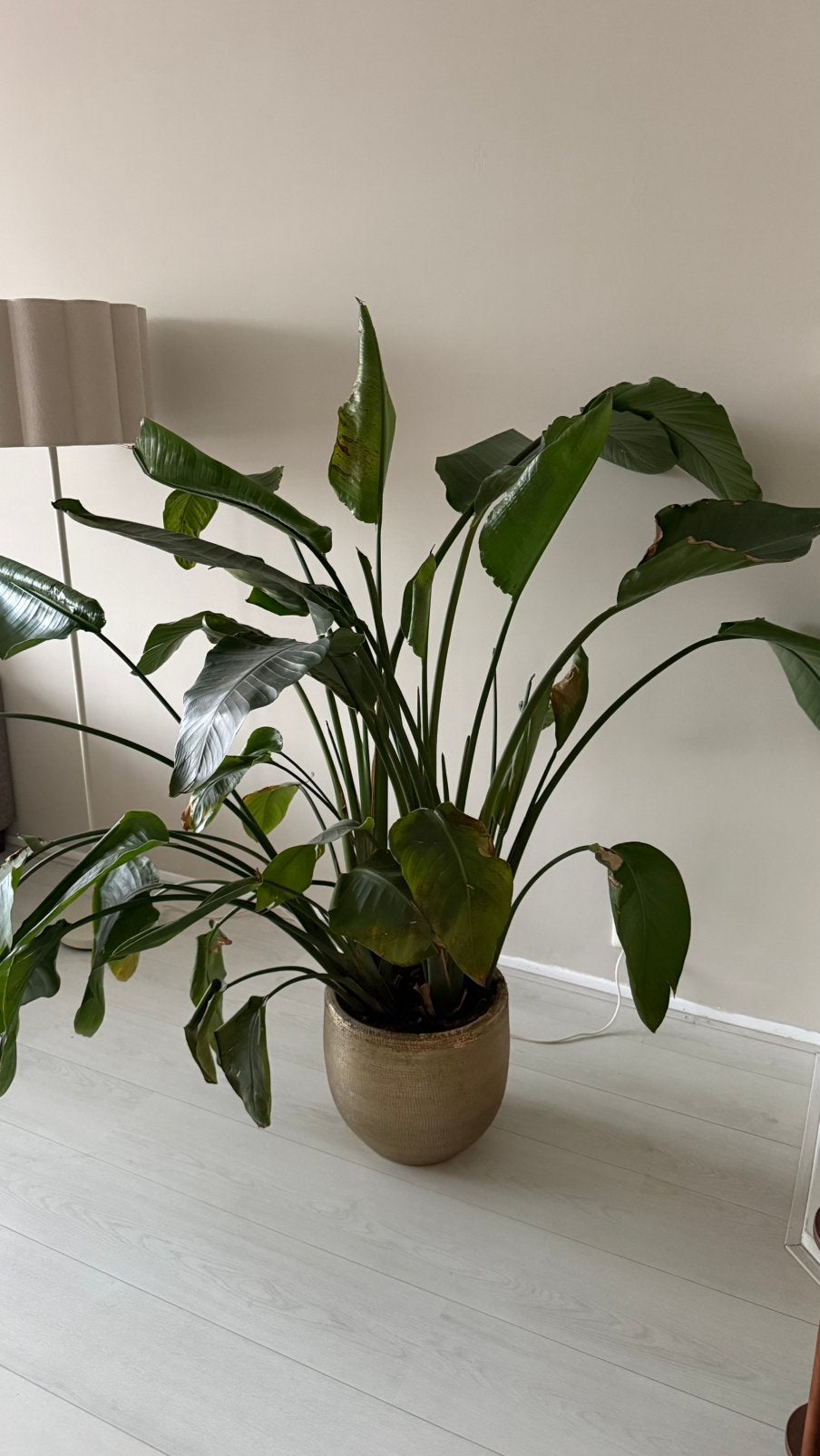 Strelizia Nicolai plant, Ophalen, Halfschaduw, Minder dan 100 cm