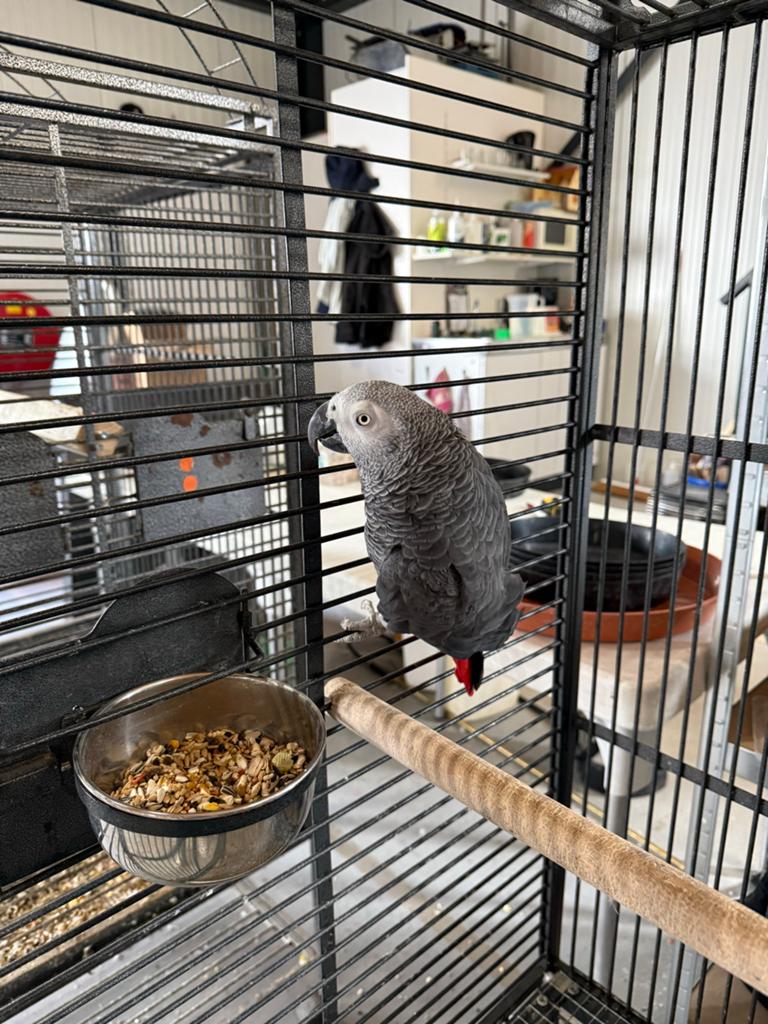 Tamme grijze roodstaart man 2015 voor in de huiskamer, Dieren en Toebehoren, Vogels | Parkieten en Papegaaien, Mannelijk, Papegaai